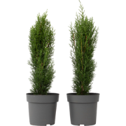 Italiaanse Cipres - Set van 2 - Cupressus 'Totem' - Hoogte 60-80cm - ?...