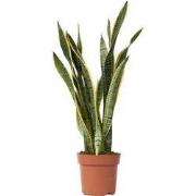 Vrouwentong - Sansevieria trifasciata Laurentii - Hoogte 65-75cm - ?21...