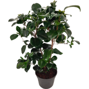 Japanse Roos - Camellia japonica 'Lady Campbell' - Hoogte 50-60cm - ?1...