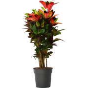 Croton - Codiaeum variegatum 'Mrs. Iceton' - Hoogte 90-100cm - Pot 27c...