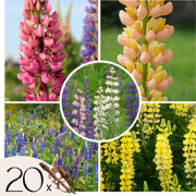 Lupine - Set van 20 - Lupinus - Wortelstokken