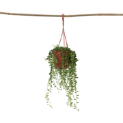 Erwtenplant - Senecio rowleyanus - Hoogte 10-20cm - ?12cm