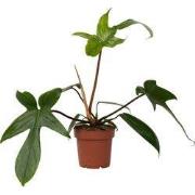 Philodendron - Philodendron 'Florida Green' - Hoogte 20-30cm - ?12cm