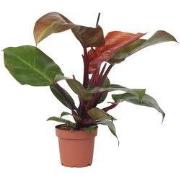 Philodendron - Philodendron 'Sun Light' - Hoogte 20-30cm - ?12cm