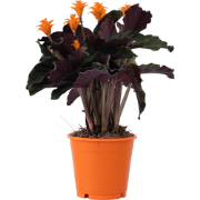 Eeuwige vlam - Calathea crocata 'Tassmania' - Hoogte 40-50cm - ?14cm