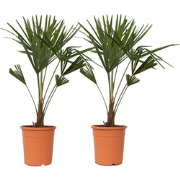 Chinese Waaierpalm - Set van 2 - Trachycarpus Fortunei - Hoogte 65-75c...