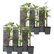 Wilde wingerd - Set van 6 - Parthenocissus quinquefolia - Hoogte 25-40...