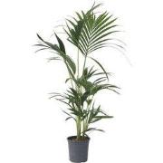 Kentiapalm - Howea forsteriana - Hoogte 90-100cm - ?18cm