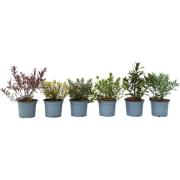 Struikveronica - Set van 12 - Hebe pinguifolia - Hoogte 15-20cm - ?10,...