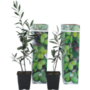 Olijfboom - Set van 2 - Olea europaea - Hoogte 25-40cm - ?9cm