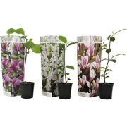 Magnolia - Set van 3 - Magnolia - Hoogte 25-40cm - ?9cm