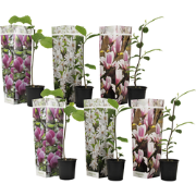 Magnolia - Set van 6 - Magnolia - Hoogte 25-40cm - ?9cm