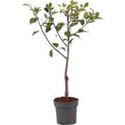 Pruimenboom - Prunus domestica 'Opal' - Hoogte 90-100cm - ?21cm
