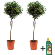 Olijfboom met voeding - Set van 2 - Olea europaea - Hoogte 90-100cm - ...