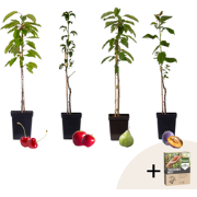 Mix fruitzuilen met plantenvoeding - Set van 4 - Hoogte 60-70cm - ?9cm