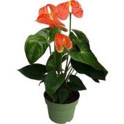 Flamingoplant - Anthurium 'Madural Orange' - Hoogte 40-55cm - ø14cm