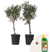 Olijfboom - Set van 2 - Olea europaea - Hoogte 50-60cm - ?14cm