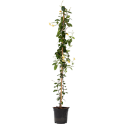 Jasmijn - Trachelospermum jasminoides - Hoogte 110-120cm - ?17cm