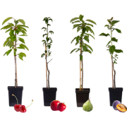 Mix fruitzuilen - Set van 4 - Malus, Pryus, Prunus - Hoogte 60-70cm - ...