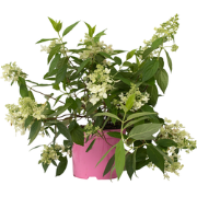 Pluimhortensia - Hydrangea paniculata 'Confetti' - Hoogte 25-40cm - ?1...