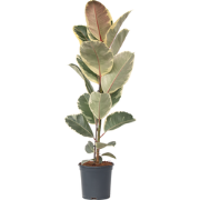 Rubberplant - Ficus Elastica 'Tineke' - Hoogte 75-100cm - ?24cm