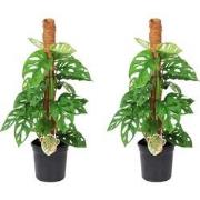 Gatenplant - Set van 2 - Monstera 'Monkey Mask' - Hoogte 60-70cm - ?16...