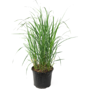 Struisriet - Calamagrostis 'Karl Foerster' - Hoogte 40-60cm - ?23cm