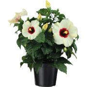 Chinese roos - Hibiscus rosa-sinensis - Wit - ?17cm - Hoogte 40-50cm