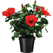 Chinese roos - Hibiscus rosa-sinensis - Rood - ?17cm - Hoogte 40-50cm