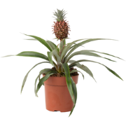 Bromelia - Ananas comosus 'Mi Amigo' - Hoogte 35-45cm - ?12cm