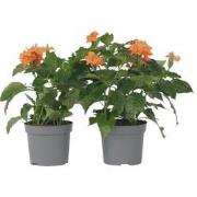 Voetzoekerbloem - Set van 2 - Crossandra 'Fortuna' - Hoogte 20-30cm - ...