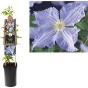 3 stuks - Klimplant Clematis Blue Angel 75 cm