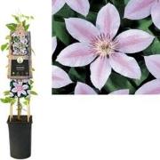 3 stuks - Klimplant Clematis John Paul II 75 cm