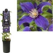 3 stuks - Klimplant Clematis So Many Blue Flowers PBR 75 cm