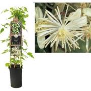 3 stuks - Klimplant Clematis vitalba 75 cm