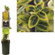 3 stuks - Klimplant Euonymus fortunei Emerald n Gold 75 cm