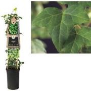 3 stuks - Klimplant Hedera helix 75 cm
