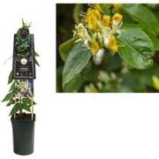 3 stuks - Klimplant Lonicera h. Copper Beauty PBR 75 cm