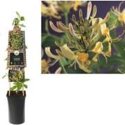 3 stuks - Klimplant Lonicera periclymenum 75 cm