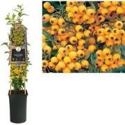3 stuks - Klimplant Pyracantha Soleil d Or 75 cm