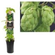 Klimplant Humulus Lupulus 75 cm