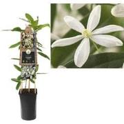 3 stuks - Klimplant Clematis armandii 75 cm