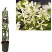2 stuks - Klimplant Trachelospermum jasminoides 120 cm