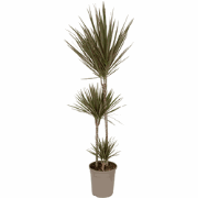 Drakenbloedboom - Dracaena marginata 'Bicolor' - Hoogte 110-130cm - ?2...