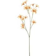 Tweedia spray orange 69 cm Emerald