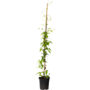 Bosrank - Clematis 'Hagley Hybrid' - Hoogte 100-120cm - ?17cm