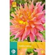 2 stuks - Dahlia Omega 1 bol
