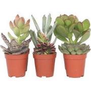 Mini-vetplanten - Set van 6 - Succulent Mix - Hoogte 5-10cm - ?5,5cm