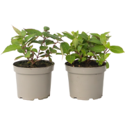 Hortensia - Set van 2 - Hydrangea 'Magic Sunset' - Hoogte 25-40cm - ?1...