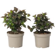 Hortensia - Set van 2 - Hydrangea serrata 'Dare Devil' - Hoogte 19cm